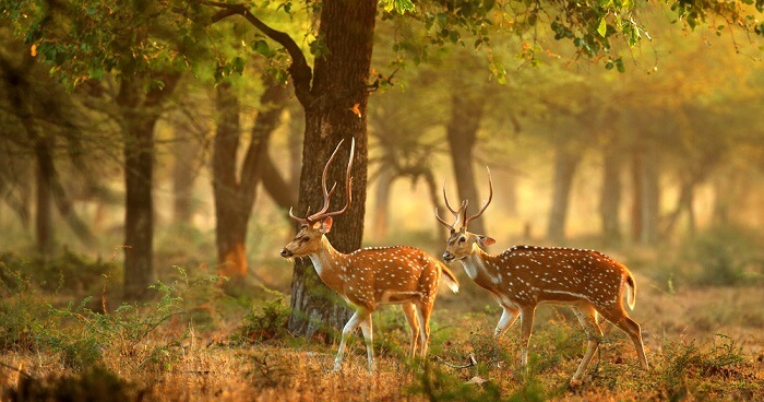 Indian Wildlife
